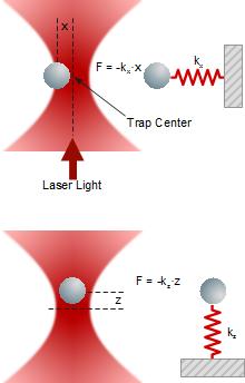 Lateral and axial forces acting on a trapped particle.