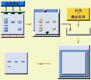 免疫印迹技术