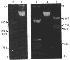 双管巴乌f调加降b调的动态曲谱(3)