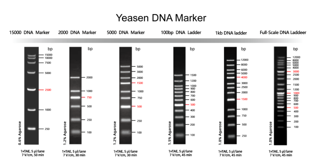 15000marker条带图,takara15000marker条带 翊圣系列dna marker,满足您不同的实验需求