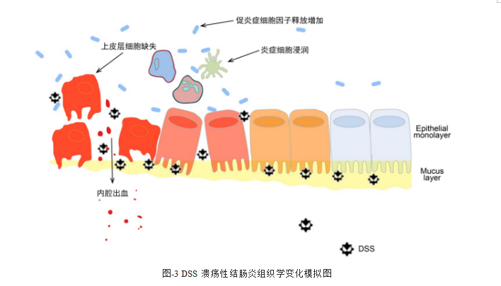 结肠长度