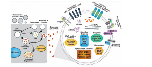 外泌体(exosome)研究整体思路