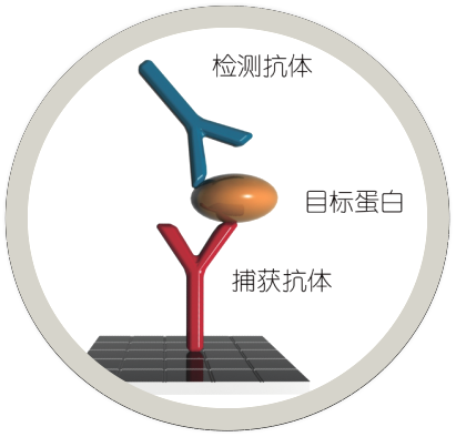 Antibody-pair.png