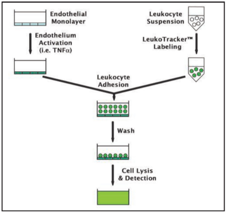 cell lysis.png