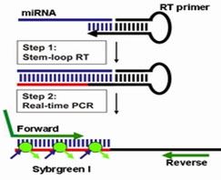 miRNA-1.jpg