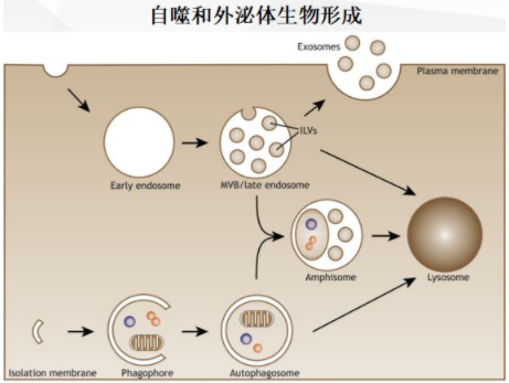 Exosomes.png
