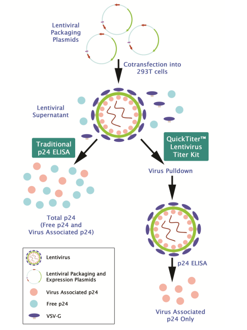 p24 ELISA.png