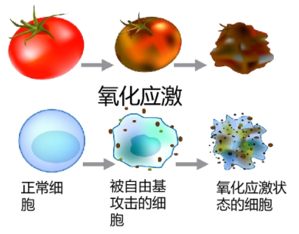 oxidative stress.png