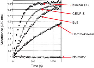 Kinesin-2.png