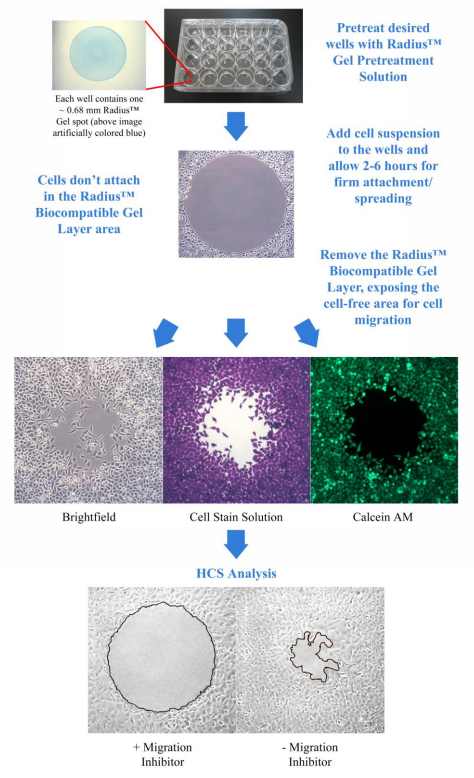 Cell-BioLabs.png