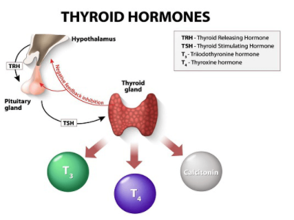 thyroid.png