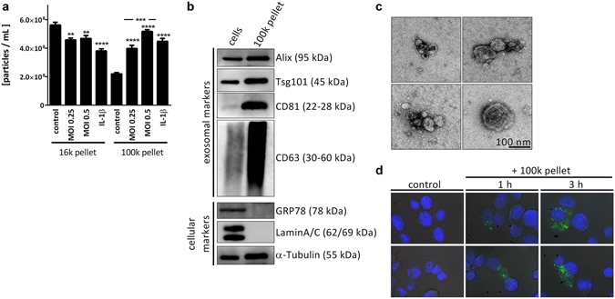 DAPI.jpg