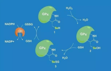 GSH-Px.png