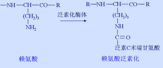 Acetylation.jpg