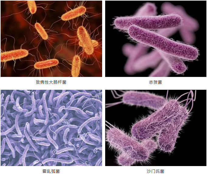 禾信解决方案沙门氏菌无所遁型食品安全刻不容缓