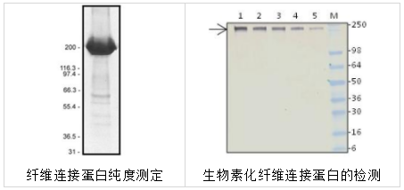 41.png
