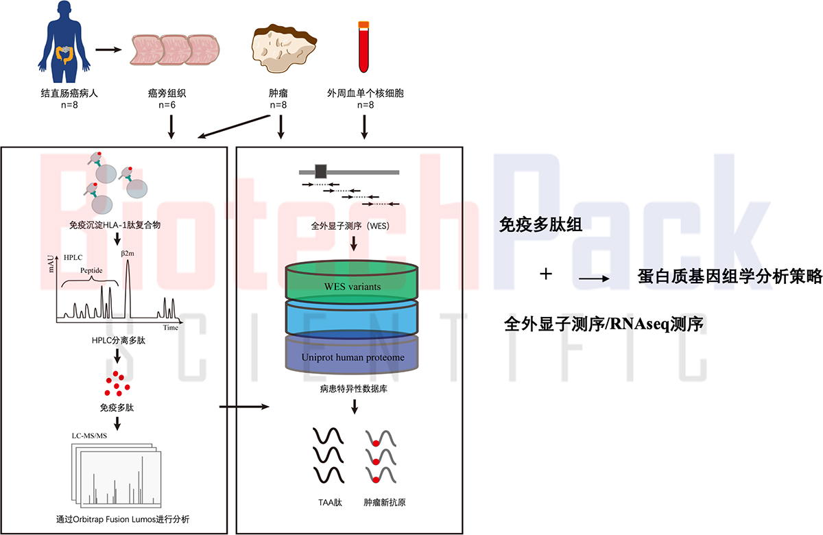 基于高精度质谱的免疫多肽组学分析及新抗原发现分析策略.jpg