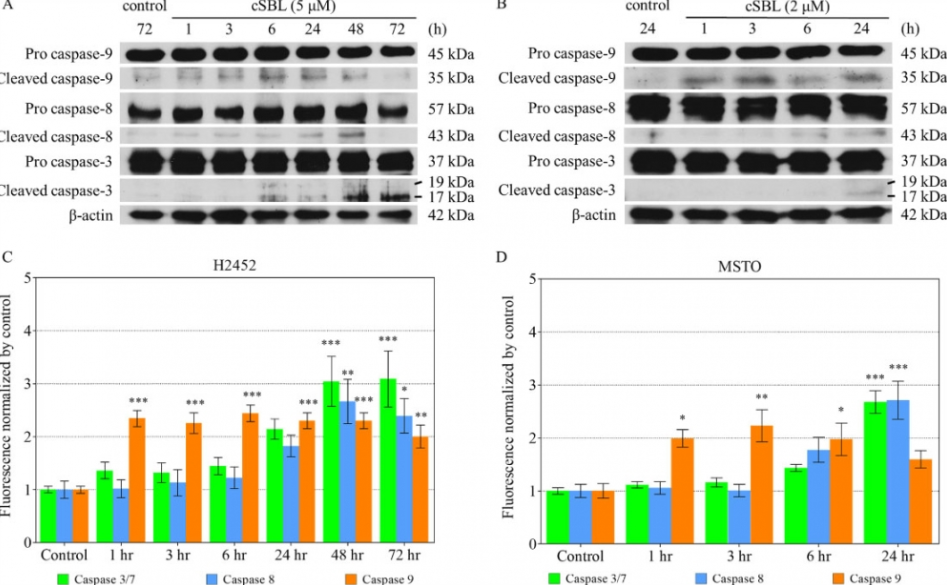 cSBL通过caspase途径诱导H2452和MSTO细胞凋亡。.png