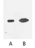 41.png