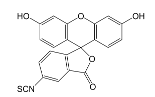 高活性荧光素——异硫氰酸荧光素