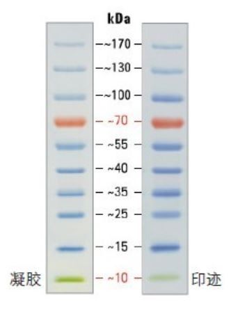 26616(sm0671)_北京代理thermo26616(sm0671)fermentas预染蛋白marker