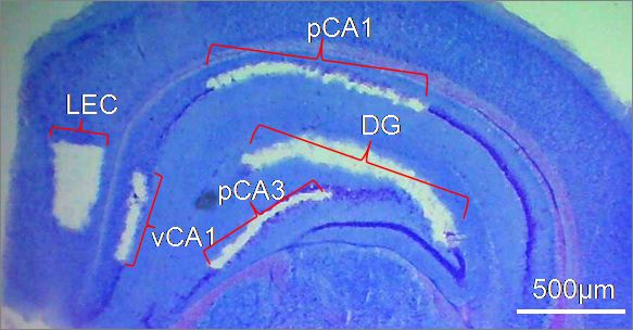 1.0 组织和细胞采集系统