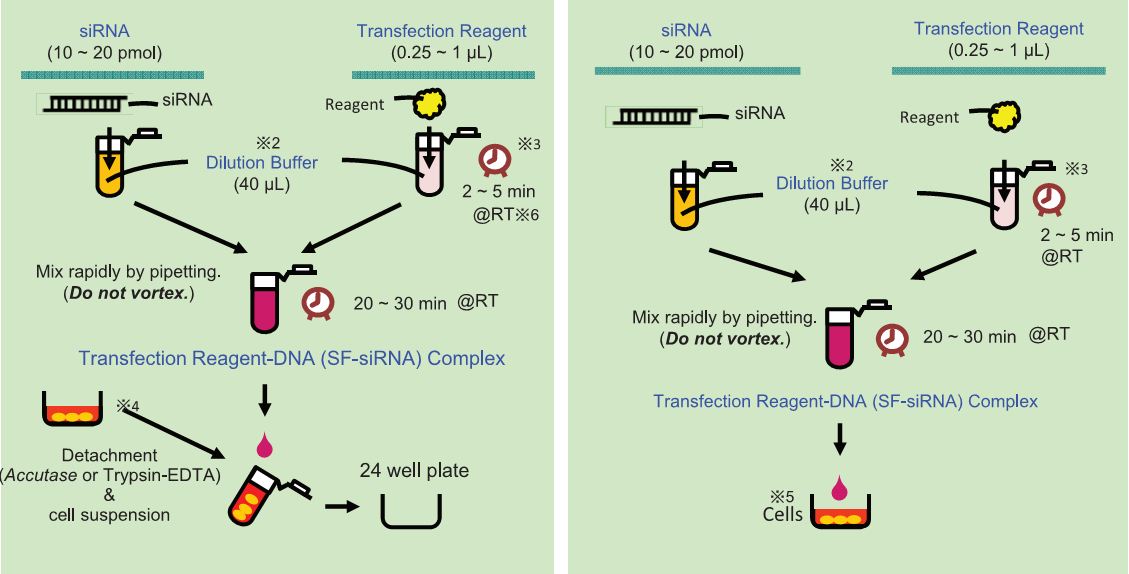 screenfect? sirna sirna transfection reagent rna转染试剂