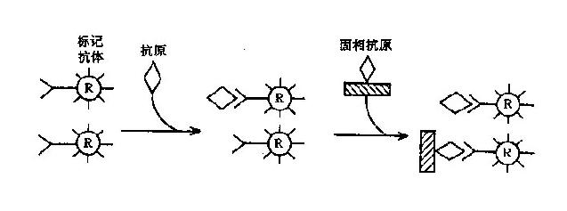 免疫放射分析