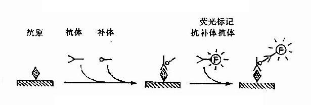 图17-3 补体结合免疫荧光法原理示意图3.