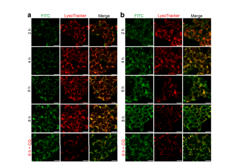 溶酶体探针lysotrackerlysosensor酸性细胞器示踪剂