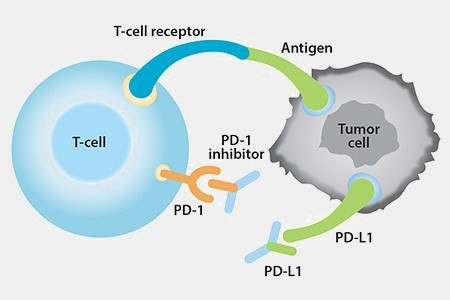 pd-1/pd-l1信号通路的激活有助于肿瘤免疫逃逸