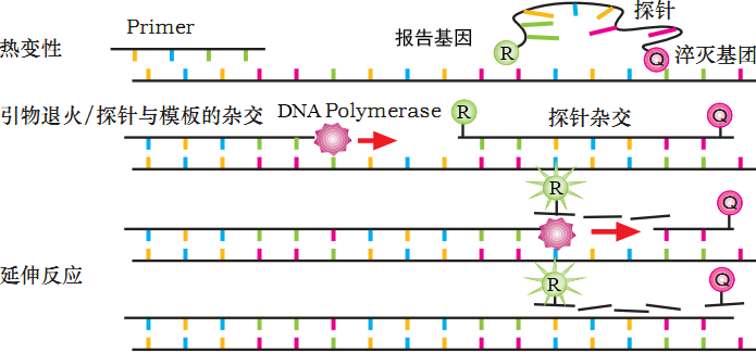 1891 荧光定量pcr