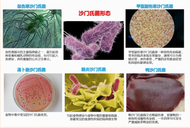 引起沙门菌食物中毒的食物是植物性食物【引起沙门菌食物中毒的主要食物是】