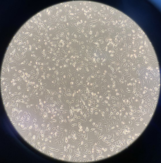 3t3细胞复苏后细胞状态图                    图2.