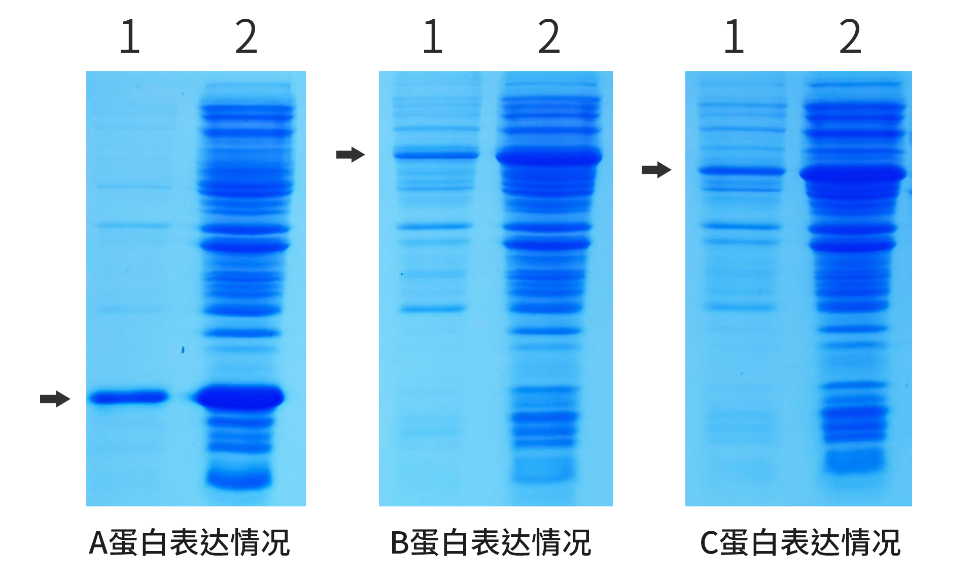 电泳对比图1.png