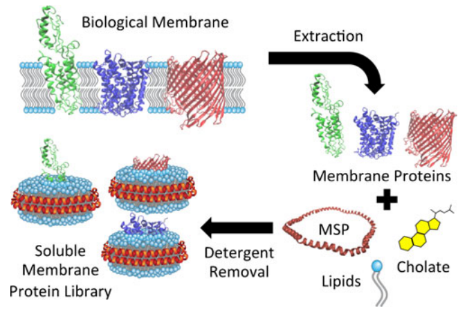 建立膜蛋白文库的有效方法_技术应用_实验技术_来宝网