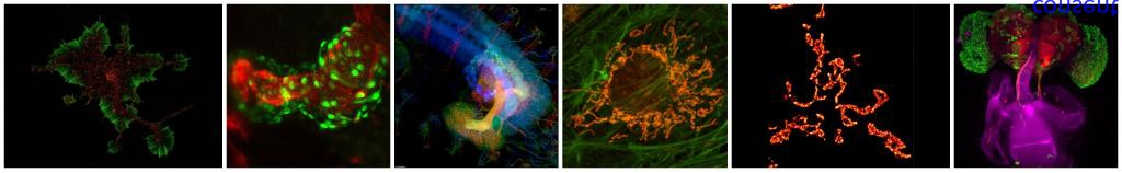 超微显微成像实验.png 超微显微成像实验.png