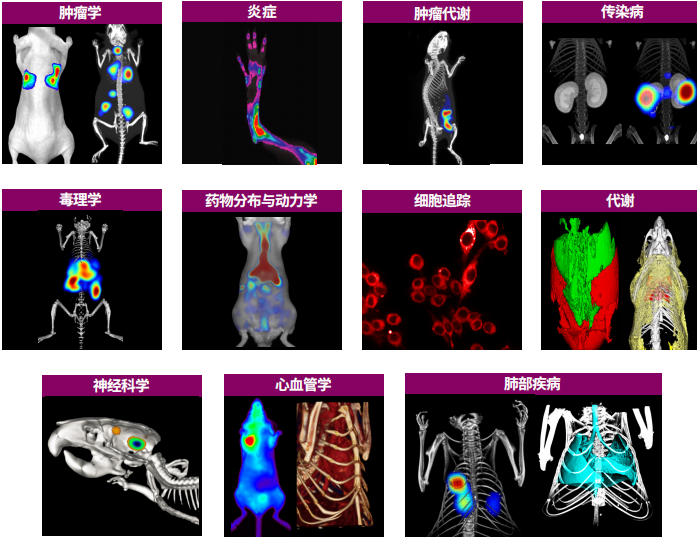 活体成像.png 活体成像.png