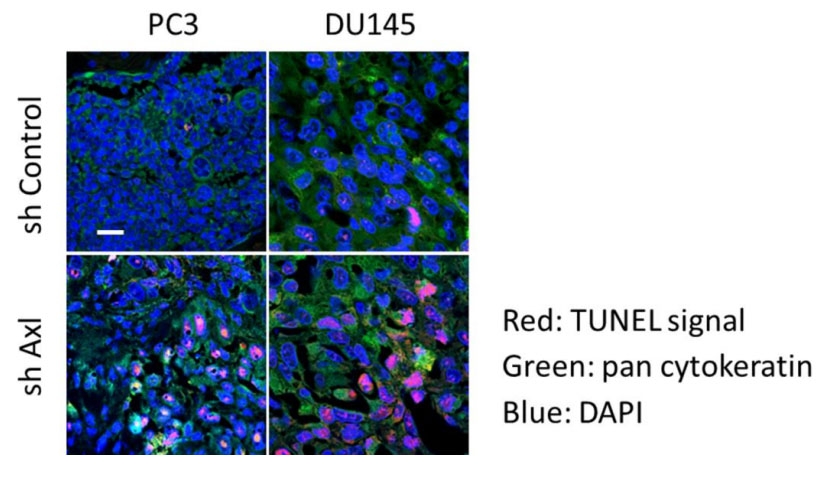 figure-for-cell-meter-tunel-apoptosis-assay-kit-red-fluorescence_wjDrU.jpg