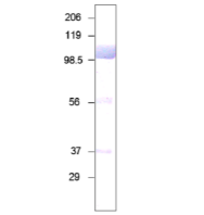 51.png