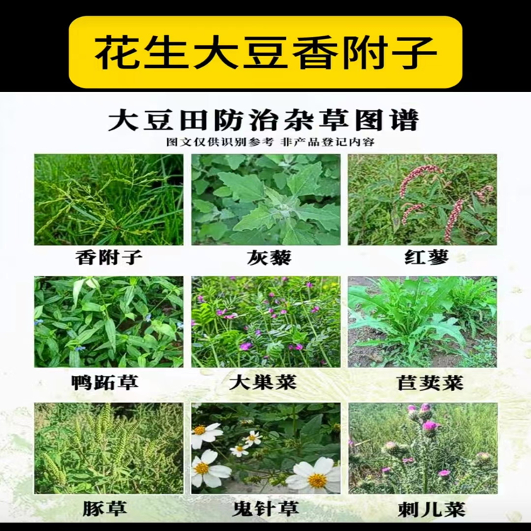 氯酯磺草胺WDG3.jpg