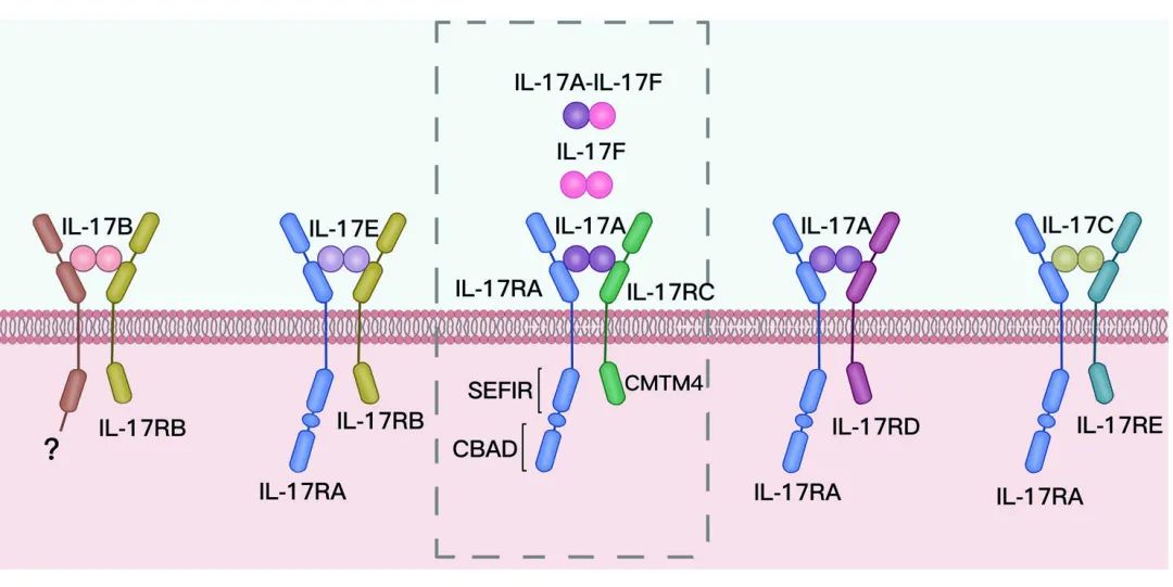 IL-17家族谱（源自文献：doi: 10.1038/s41392-023-01620-3）