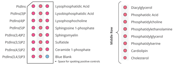 Mega Lipid Strips