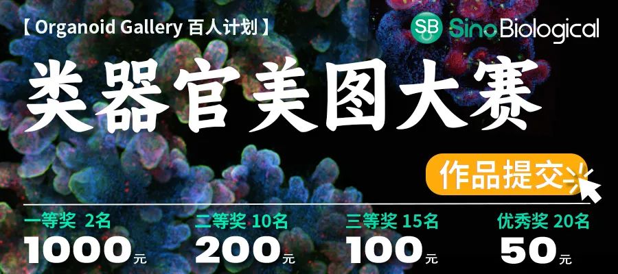 类器官美图大赛 类器官美图大赛