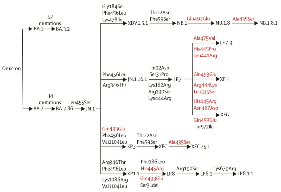 NB.1.8.1进化关系及主要突变