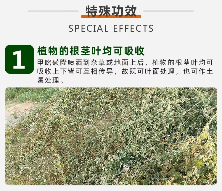 甲嘧磺隆除草效果2.jpg