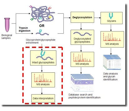 糖基化修饰研究路线 糖基化修饰研究路线