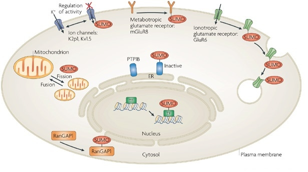 蛋白质SUMO化鉴定 蛋白质SUMO化鉴定
