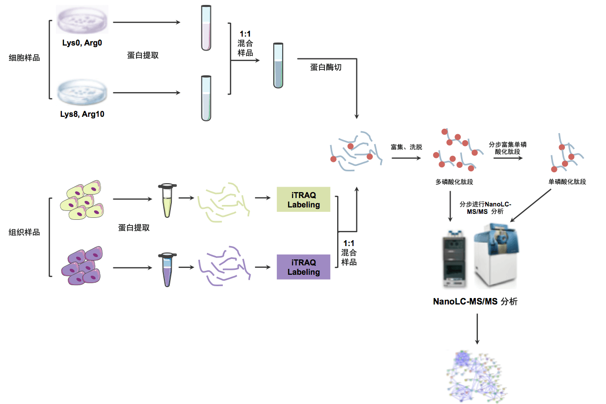 多通路磷酸化蛋白质组学 多通路磷酸化蛋白质组学