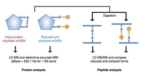 二硫键鉴定研究路线 二硫键鉴定研究路线